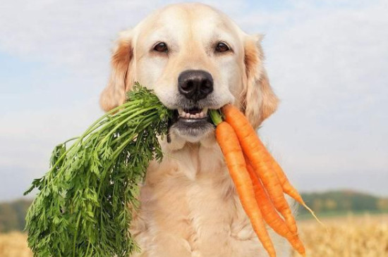 狗狗能吃豆腐嗎