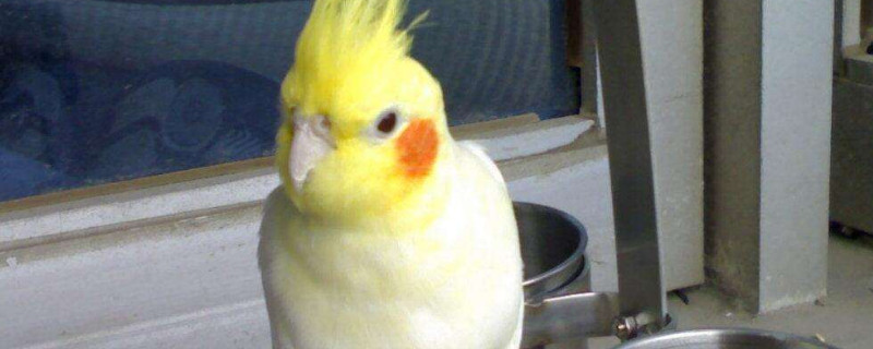 玄鳳鸚鵡花叫是什么意思