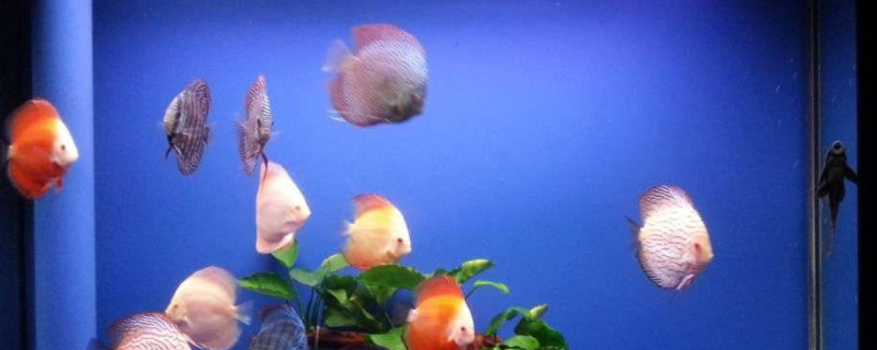 七彩神仙魚怎么養(yǎng)不會死