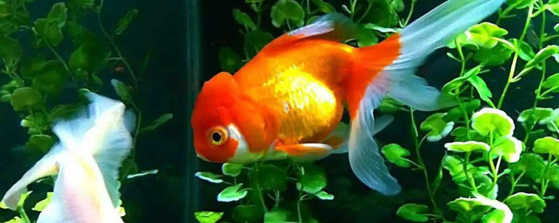 金魚(yú)和熱帶魚(yú)能混養(yǎng)嗎