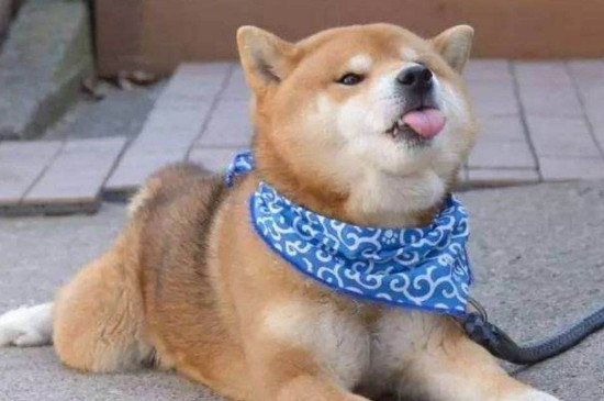 3000能買到純種柴犬嗎，3000多的柴犬靠譜么