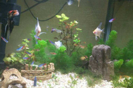 養(yǎng)魚密度計算方法