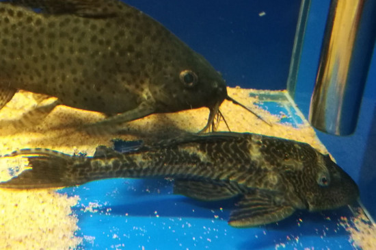 清道夫魚怎么養(yǎng)