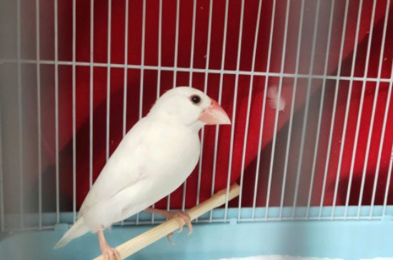 文鳥怎么養(yǎng)才不怕人