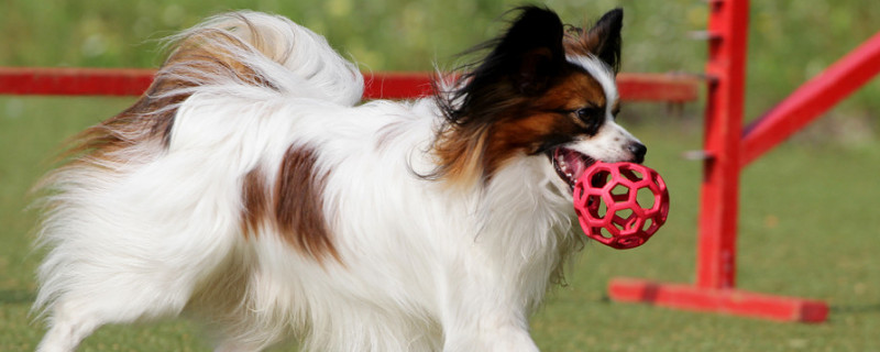 蝴蝶犬的優(yōu)缺點(diǎn)