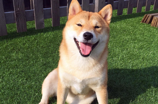 日本柴犬與秋田犬區(qū)別