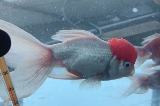 鶴頂紅金魚頭部變白了是什么病，金魚頭上褪色怎么治療