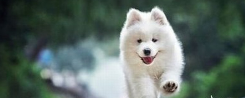 狗狗可以吃蛋白嗎