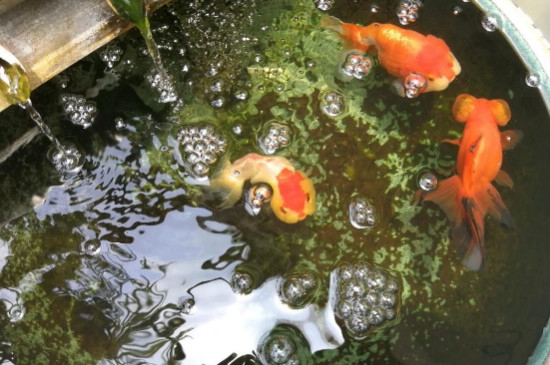 金魚(yú)缺氧的表現(xiàn)，解決金魚(yú)缺氧的方法