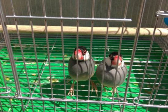 文鳥一籠養(yǎng)幾只合適