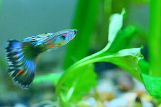 清道夫可以和孔雀魚一起養(yǎng)嗎