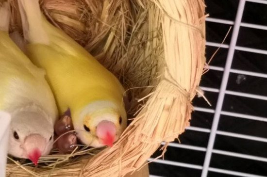 養(yǎng)文鳥需要注意什么