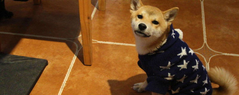 3000能買到純種柴犬嗎，3000多的柴犬靠譜么