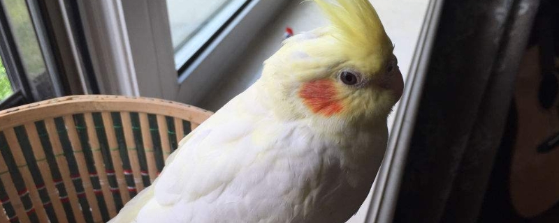 玄鳳吃什么菜和水果