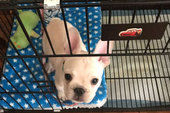 斗牛犬適合在籠子里養(yǎng)嗎，斗牛犬關(guān)籠子養(yǎng)的危害