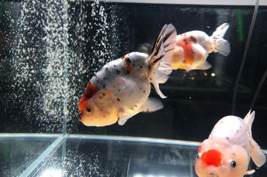 蘭壽金魚好養(yǎng)嗎