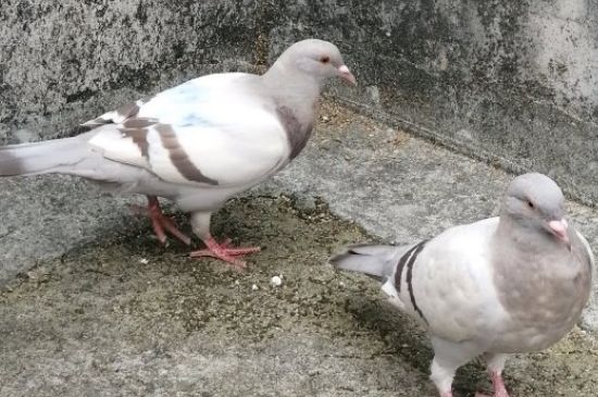 土霉素治鴿子拉水便嗎