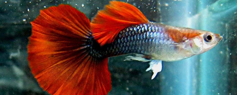 小孔雀魚怎么養(yǎng)長得快
