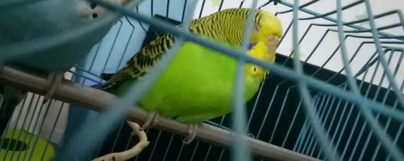 虎皮鸚鵡睡覺姿勢
