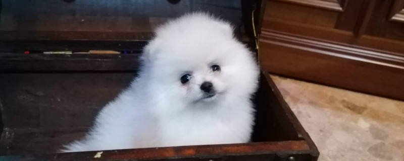 博美犬壽命一般多少年