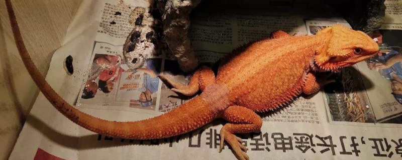 鬃獅蜥為什么這么臭