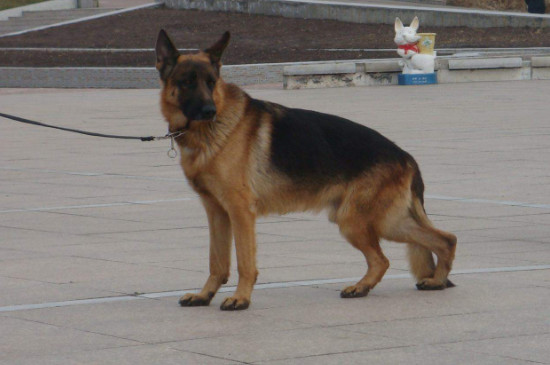 德國牧羊犬的優(yōu)點和缺點