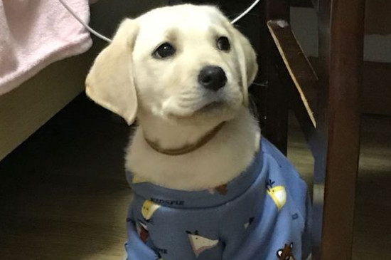 卷毛比熊犬智商排名第幾名，寵物狗比熊智商排行榜
