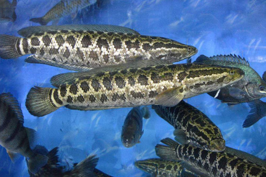 小黑魚(yú)怎么養(yǎng)吃什么