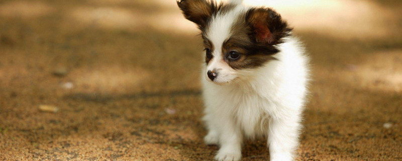 蝴蝶犬能長多大