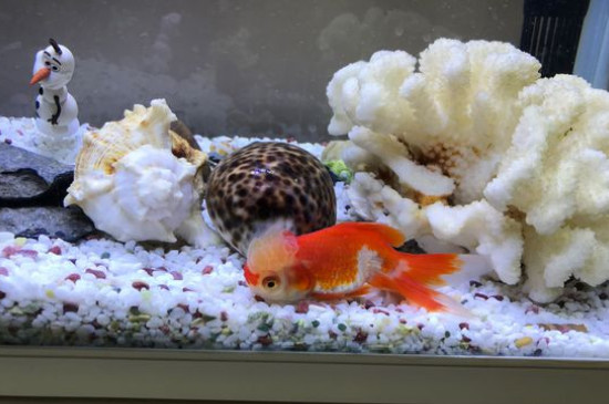 金魚有腿嗎