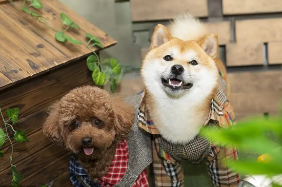 狗狗經(jīng)常吐是怎么回事