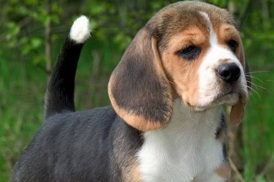 比格犬怎么訓(xùn)練，建立威信獎(jiǎng)罰分明并要有耐心