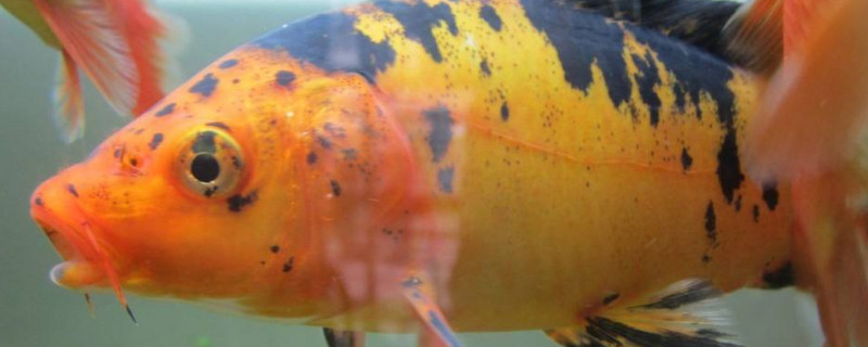 錦鯉魚吃什么食物