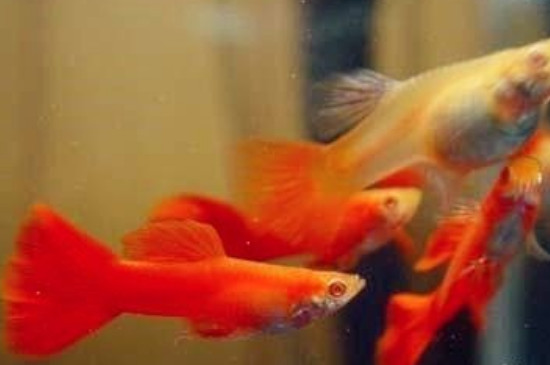 孔雀魚能吃蛋黃嗎
