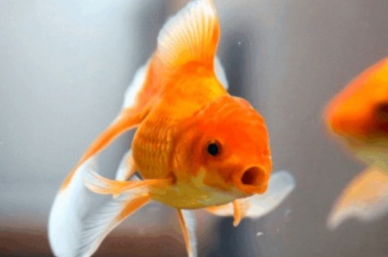 金魚倒立頭朝下怎么回事