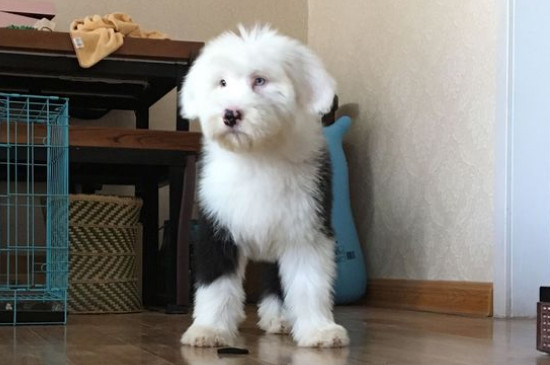 古牧為什么是禁養(yǎng)犬