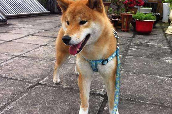 日本柴犬的優(yōu)缺點