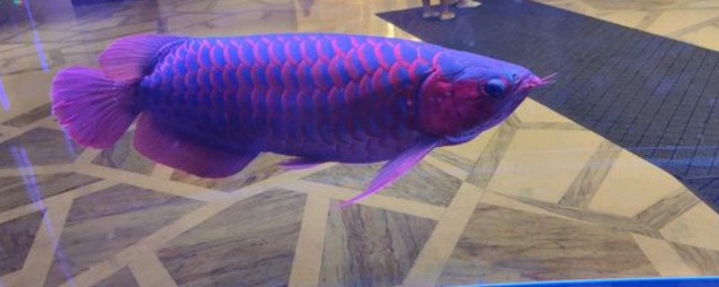 紅龍魚飼養(yǎng)技巧