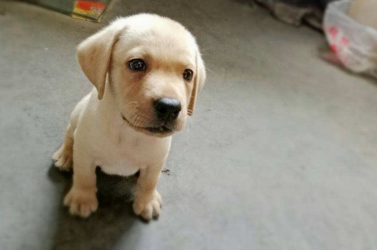 拉布拉多幼犬怎么看純不純