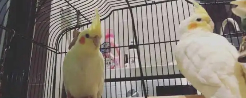 玄鳳鸚鵡炸毛是怎么回事