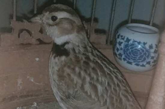 百靈鳥是什么顏色的