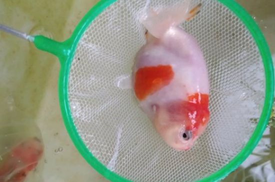 金魚翻身游是怎么回事