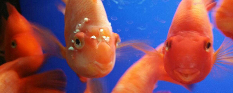 鸚鵡魚身上有白絮