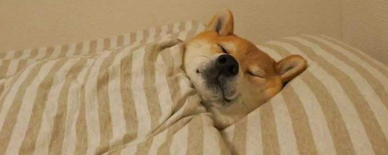 柴犬討厭主人的表現(xiàn)