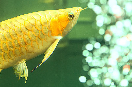 龍魚輕微掉眼怎么治
