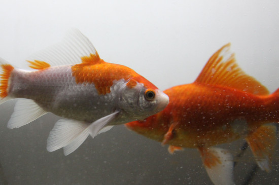 錦鯉魚吃什么食物