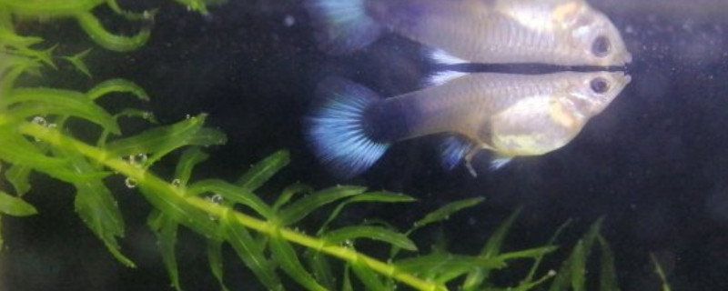 孔雀魚怎么養(yǎng)不容易死