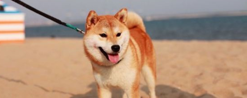 不養(yǎng)日本柴犬的理由