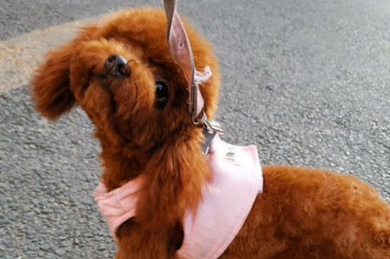 犬細(xì)小病毒癥狀和治療，治療細(xì)小最快的方法