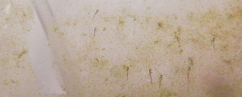 金魚的卵什么顏色的才能孵化，淡黃半透明才是受精卵